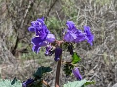 Phacelia minor
