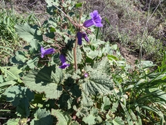 Phacelia minor