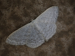 Scopula epiorrhoe