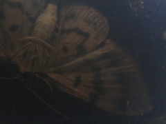 Pseudocollix kawamurai