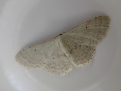 Idaea invalida