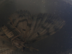 Pseudocollix kawamurai