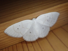 Ditrigona virgo
