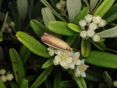 Oncocera semirubella