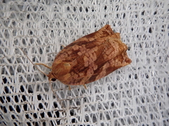 Archips oporana