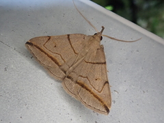 Zanclognatha griselda