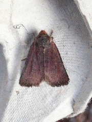 Conistra staudingeri