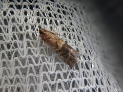 Acrobasis bellulella
