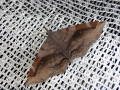 Mecodina subviolacea