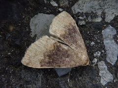 Oglasa bifidalis