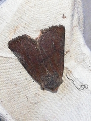 Conistra staudingeri