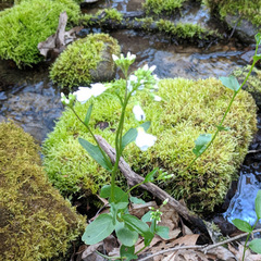 Cardamine bulbosa