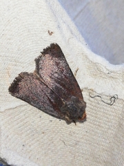 Conistra staudingeri