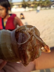 Diogenidae