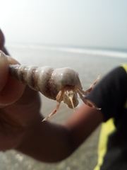 Diogenidae