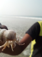 Diogenidae