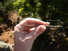 Austrocarausius gasterbulla