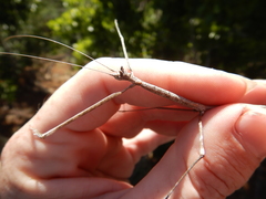 Austrocarausius gasterbulla