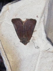 Conistra staudingeri