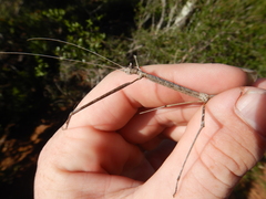 Austrocarausius gasterbulla
