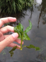 Gymnocoronis spilanthoides