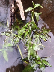 Gymnocoronis spilanthoides