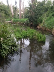 Gymnocoronis spilanthoides