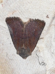 Conistra staudingeri