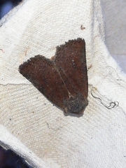 Conistra staudingeri