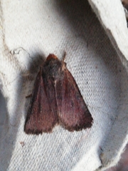 Conistra staudingeri