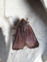 Conistra staudingeri