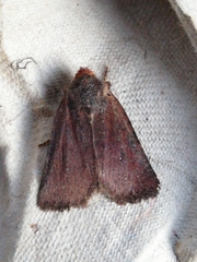 Conistra staudingeri