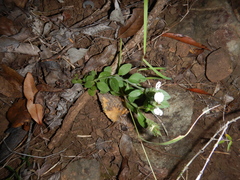 Rostellularia adscendens clementii