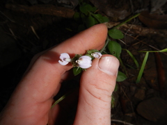 Rostellularia adscendens clementii