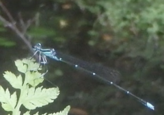 Pseudocopera annulata