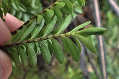 Veronica vernicosa