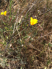 Eschscholzia californica californica