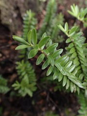 Veronica vernicosa