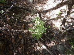 Gynura drymophila