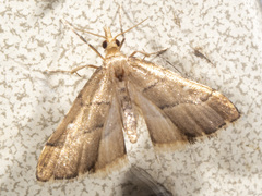 Diplopseustis prophetica