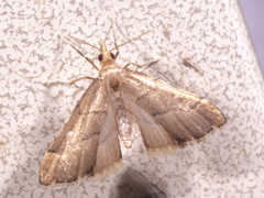 Diplopseustis prophetica
