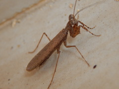 Gonypetidae
