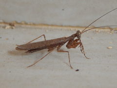 Gonypetidae