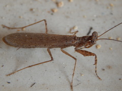Gonypetidae