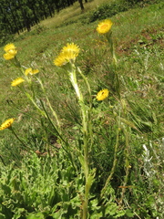 Helichrysum aureum