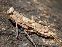 Humbertiella