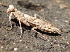 Humbertiella