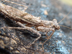 Humbertiella