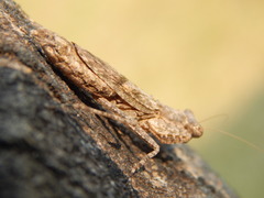 Humbertiella