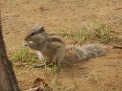 Funambulus pennantii
